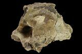 Dinosaur Braincase Section - Alberta (Disposition #-) #132028-3